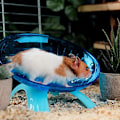 Miniatyrbillede 4 af 5: 1 Hamster Frisbee Lydløs Løbehjul til Træning, Velegnet til