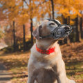 Miniatyrbillede 5 af 5: Hunde snude, Snude, Kurv snude til små, mellemstore og store hunde med justerbare stropper (størrelse 2, sort)