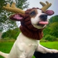 Miniatyrbillede 4 af 5: Hundekostume - Ørevarmere til kæledyr uden klap - Halloween-hat til kæledyr