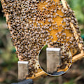 Miniatyrbillede 5 af 5: 2 Pak Rustfrit Stål Bikubeværktøj J-Krog Biavlramme Løfter og