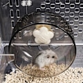 Pikkukuva 2 / 4: 1 Hiljainen Hamsterin Juoksupyörä Hamsteri Hiiri Liikuntapyörä