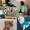 Miniatyrbillede 3 af 5: Bomuldshundetøj Ensfarvet Hund T-shirt Tøj Blødt