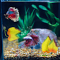 Miniatyrbillede 5 af 5: 4 stk. Akvarie Dekorationsplanter med Sugkop Betta Blade