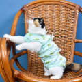 Miniatyrbild 1 av 5: Rehabiliteringskläder för husdjur (L) Postoperativa kläder Katt