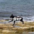Pikkukuva 4 / 5: Timanttibetonihiomalaikka 5 tuumaa kiillotukseen ja puhdistukseen
