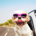 Miniatyrbillede 4 af 5: Hundebriller, Solbriller til kæledyr, Foldbare Hundebriller UV-beskyttelse