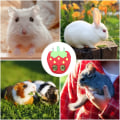 Miniatyrbild 5 av 5: 1 Stk Kanin Hängande Djurfoderpåse Chinchilla Holländsk Råtta Foder