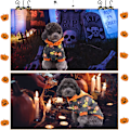 Miniatyrbillede 5 af 5: Halloween Kostume til kæledyr, Hættejakke, Halloween Edderkop til kæledyr
