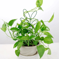 Miniatyrbillede 3 af 5: Kobberbånd mod snegle, 30 mm x 20 m Anti-sneglebarrierebeskyttelse mod snegle hævede bedplanter, selvklæbende kobberbåndsforsvar mod snegle