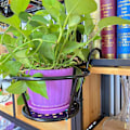 Miniatyrbillede 5 af 5: 1 stk. Sort Jern Balkon Blomsterstativ Gelænder Blomsterstativ