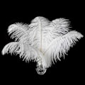 Miniatyrbillede 1 af 5: 24 stk Champagne Struds fjer i bulk 10-12 tommer Boho fjer