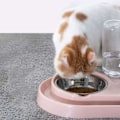 Miniatyrbillede 5 af 5: Dobbelt Hunde Katte Skåle, Hævet Sæt med Vand- og Madskåle til Kæledyr, Pink