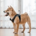 Pikkukuva 3 / 3: Insta360 GO 2: Tukihihna lemmikkieläimille
