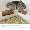 Miniatyrbild 7 av 8: Hamster Log Tuggleksak Naturligt Säkert Molar Bite Resistent Papegoja Trä Stående Pinne för Smådjur L