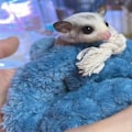 Miniatyrbillede 7 af 8: Lille kæledyr sovepose blød åndbar komfortabel mini sukker flyveægern sovepose til hamster lille dyr blå