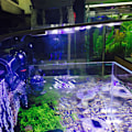 Miniatyrbillede 1 af 2: Klemme Akvarielys Høj Lysstyrke Justerbar Energibesparende Fisktank LED Klipslys til Akvarium Fisketanke X5 Sort Skal (Blåt og Hvidt Lys