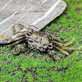 Miniatyrbilde 4 av 5: 10 stk. Kunstige Krabbeagn 3D Simuleringskrabbe Lokkemidler med Skarpe Kroker Havfiske Krabbeagnfeller - Perfekt