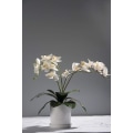 Miniatyrbilde 3 av 6: 5-pack Phalaenopsis orkideer blader kunstig ekte utseende røtter Berøringsplanter Grønne kunstige blader Arrangement - Perfet
