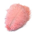 Miniatyrbillede 1 af 5: 10 stk Naturlige Sorte Strudsefjer til Håndværk Bryllup Hjem Dekoration 15-20cm/25-30cm/30-35cm Fest Strudsefjer Midtpunkt-Perfekt Shrimp powder 05