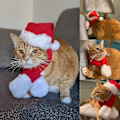 Miniatyrbild 5 av 5: Jultomtehatt med Halsduk för Katt - Juldräktset för Valp Hund Katt Jultomtehatt - Perfekt