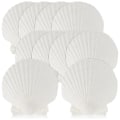 Pikkukuva 1 / 5: 15 kpl Natural Seashell White 4-4,7 tuuman DIY kampasimpukka - Perfet