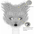 Miniatyrbillede 4 af 5: Falsk Pels Ræv Hale Kat Ulv Cosplay Kostume Sæt Blød Maske Fluffy Poter Handsker Halloween Jul-Perfet Dark Gray