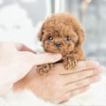 Miniatyrbilde 2 av 4: Milow Robothvalp, Milow - Min Realistiske Robothvalp - Perfekt Brown