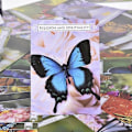 Miniatyrbillede 4 af 5: Butterfly Oracle Cards: 44 Kort Tarot Deck Engelsk Version Spådom Oracle-Perfet