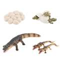 Miniatyrbillede 3 af 5: Sæt af Simuleret Krokodille Model Krokodille Æg Legetøj Børns Undervisningslegetøj - Perfekt