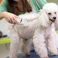 Miniatyrbillede 10 af 10: Negletrimmer til hunde ledningsfri trimmer - Perfet