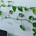 Miniatyrbilde 6 av 7: Selvklebende planteholder veggfester for klatreplanter 40-Pack - Perfet