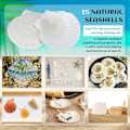 Pikkukuva 4 / 5: 15 kpl Natural Seashell White 4-4,7 tuuman DIY kampasimpukka - Perfet