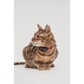 Pikkukuva 3 / 8: TICKLESS Tick Repellent Mini Cat Black