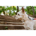 Pikkukuva 4 / 8: TICKLESS Tick Repellent ECOPET