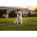 Pikkukuva 6 / 8: TICKLESS Tick Repellent ECOPET