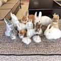 Miniatyrbillede 2 af 2: Interaktive Kanin Plyslegetøj, Realistisk Kaninlegetøj Interaktivt Kaninlegetøj til Påske (Grå)[DH] white