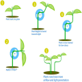 Miniatyrbild 2 av 4: 360 justerbar vinkel plant Bender ljus träning Green (adjustable) 30 packs