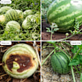 Miniatyrbilde 3 av 6: Holdbar Klar PET Melonstøtte for Frukthager og Hjemmehager for Meloner og Gresskar