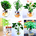 Miniatyrbilde 3 av 6: Klare hydroponiske vaser i plast: Perfekt for å dyrke små blomster og enkelt observere røtter.