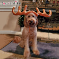 Miniatyrbild 4 av 5: Christmas Ren Ring Toss Game-Standard Set