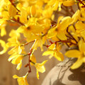 Miniatyrbilde 3 av 5: Enkel Gul Vinterjasmin - Kunstig Innendørs Blomst