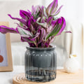 Miniatyrbild 6 av 8: Runda självvattnande blomkrukor Hydroponics er självabsorberande W Gray