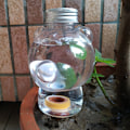 Pikkukuva 3 / 8: Waterer Self Watering Globes Self Watering Spikes Indoor & Ou B