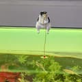 1 st Fish Tank Landskapsarkitektur Levande form Utsökt tecknad Fishin A5