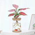 Miniatyrbild 4 av 8: Lat transparent blomkruka hydroponisk automatisk vattenabsorptio A