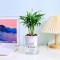 Miniatyrbild 4 av 8: Mini självbevattnande blomkruka i plast  krukor självbevattnande er kruka L
