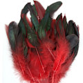Miniatyrbillede 1 af 8: 50 Stk Parti Naturlig Farve Hanefjer 6-8 Tommer Fasan Chic Red