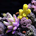 Miniatyrbilde 7 av 8: Kunstig korallfisketankdekorasjon etterligner sjøstjerneharpiks R C