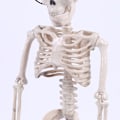 Miniatyrbilde 4 av 6: Poserbart skjelett Halloween-dekor  Man Bone Creepy Party Decorat