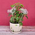 Pikkukuva 5 / 8: 1 kpl Glass Flowers Water Feeder Self Watering Bird Design Wate Bird